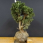 Preview: Juniperus chin. 'Blaauw'