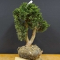 Preview: Juniperus chin. 'Blaauw'