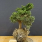 Preview: Juniperus chin. 'Blaauw'