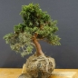 Preview: Juniperus chin. 'Blaauw'