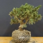 Preview: Juniperus chin. 'Blaauw'