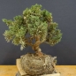 Preview: Juniperus chin. 'Blaauw'