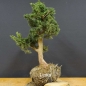 Preview: Juniperus chin. 'Blaauw'