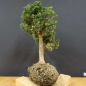 Preview: Juniperus chin. 'Blaauw'