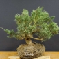 Preview: Chines. Wacholder - Juniperus, chinensis, Hetzii