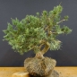 Preview: Juniperus chin. Hetzii