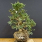 Preview: Chines. Wacholder - Juniperus, chinensis, Hetzii