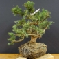 Preview: Juniperus chin. Hetzii