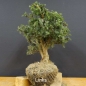 Preview: Pre-Bonsai, Juniperus communis