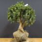 Preview: Pre-Bonsai, Juniperus communis