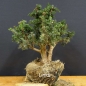 Preview: Pre-Bonsai, Juniperus communis