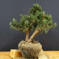 Preview: Pre-Bonsai, Juniperus communis