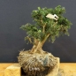 Preview: Pre-Bonsai, Juniperus communis