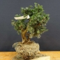 Preview: Pre-Bonsai, Juniperus communis