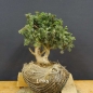 Preview: Pre-Bonsai, Juniperus communis