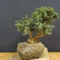 Preview: Pre-Bonsai, Juniperus communis