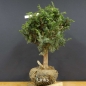 Preview: Pre-Bonsai, Juniperus communis