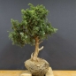 Preview: Pre-Bonsai, Juniperus communis