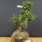 Preview: Pre-Bonsai, Juniperus communis