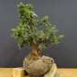 Preview: Pre-Bonsai, Juniperus communis