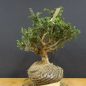 Preview: Pre-Bonsai, Juniperus communis