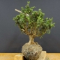 Preview: Pre-Bonsai, Juniperus communis