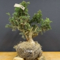 Preview: Pre-Bonsai, Juniperus communis