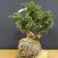 Preview: Pre-Bonsai, Juniperus communis