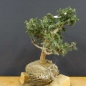 Preview: Pre-Bonsai, Juniperus communis