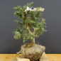 Preview: Pre-Bonsai, Juniperus communis