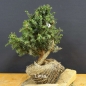 Preview: Pre-Bonsai, Juniperus communis