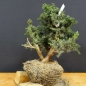 Preview: Pre-Bonsai, Juniperus communis