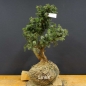 Preview: Pre-Bonsai, Juniperus communis