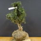 Preview: Pre-Bonsai, Juniperus communis