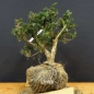 Preview: Pre-Bonsai, Juniperus communis