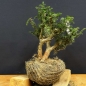 Preview: Pre-Bonsai, Juniperus communis