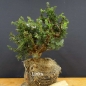 Preview: Pre-Bonsai, Juniperus communis