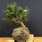 Preview: Pre-Bonsai, Juniperus communis