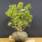 Preview: Pinus cembra Zirbelkiefer