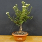 Preview: Potentilla, Fingerstrauch, Bonsai