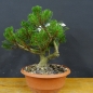 Preview: Pinus mugo Pumilio