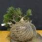 Preview: Pinus Pumilio mugo