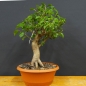 Preview: Prunus mahaleb, Steinweichsel, Bonsai