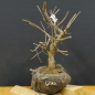 Preview: Prunus mahaleb, Steinweichsel, Bonsai