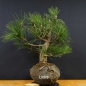 Preview: Pinus nigra Schwarzkiefer