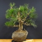 Preview: Pinus nigra Schwarzkiefer