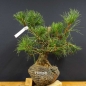 Preview: Pinus nigra Schwarzkiefer