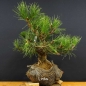 Preview: Pinus nigra Schwarzkiefer