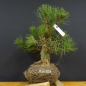 Preview: Pinus nigra Schwarzkiefer