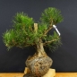 Preview: Pinus nigra Schwarzkiefer